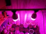 Светодиодная лампа Uniel LED для растений фото