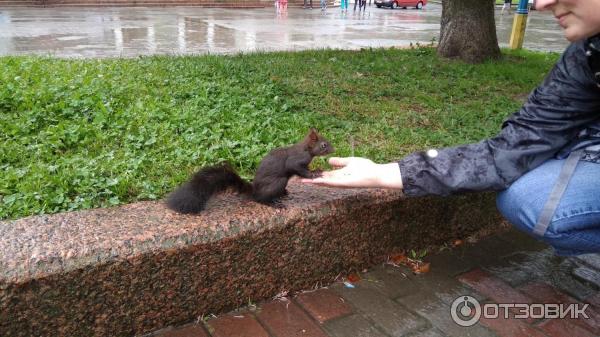 Белочка на бульваре Торосевича возле музея