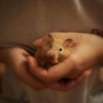 Хомяк породы "Сирийский хомячок" фото