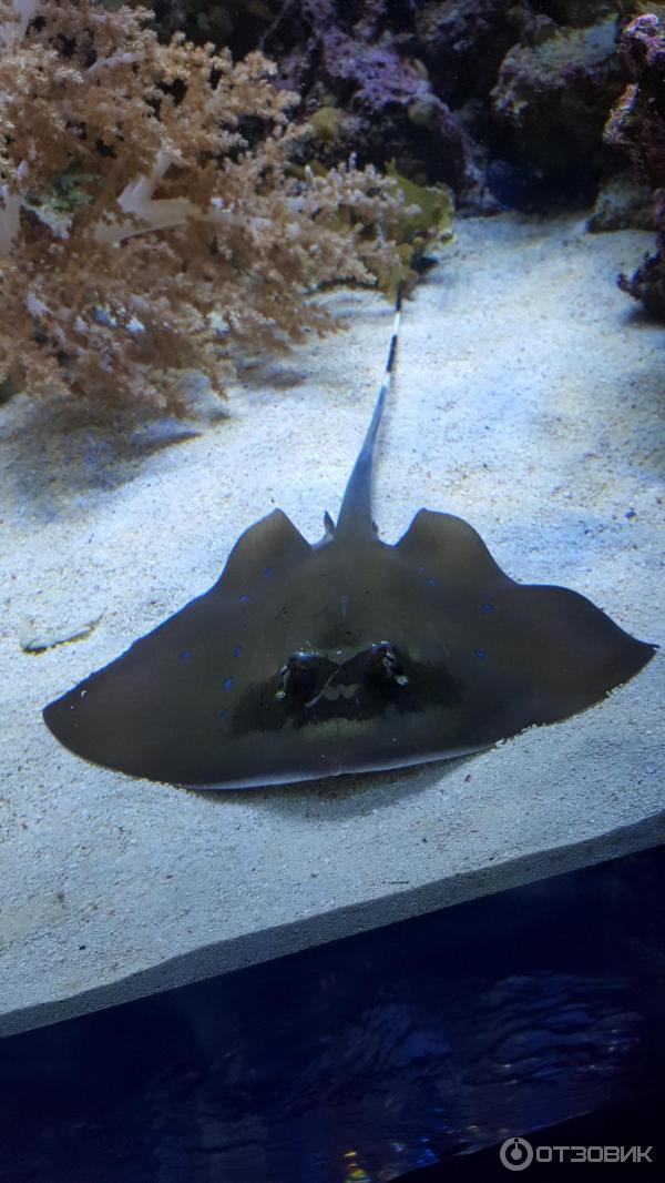 Аквариум Sea life (Германия, Ганновер) фото