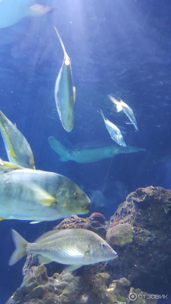 Аквариум Sea life (Германия, Ганновер) фото