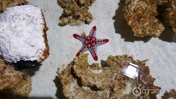 Аквариум Sea life (Германия, Ганновер) фото