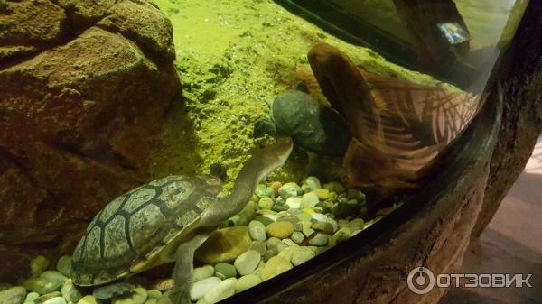 Аквариум Sea life (Германия, Ганновер) фото