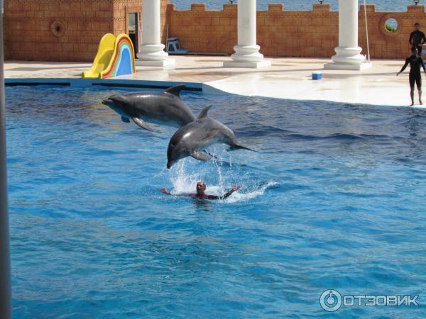 Дельфинарий Sealanya (Турция, Алания) фото