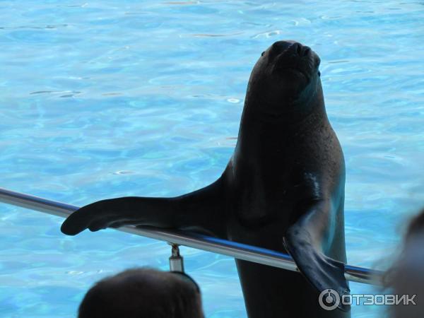 Дельфинарий Sealanya (Турция, Алания) фото