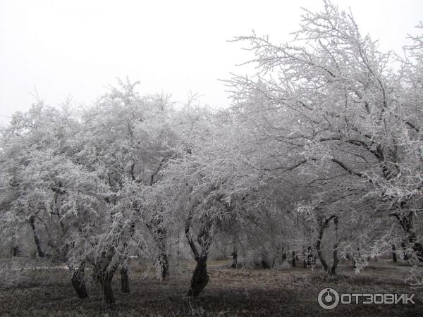 Ботанический сад (Россия, Ставрополь) фото