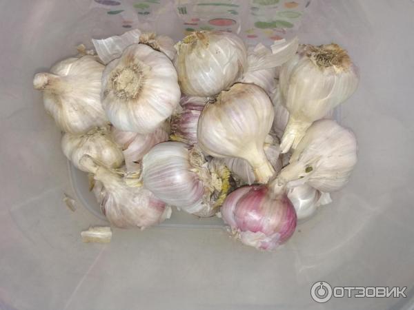 Контейнер Tupperware Умный холодильник фото