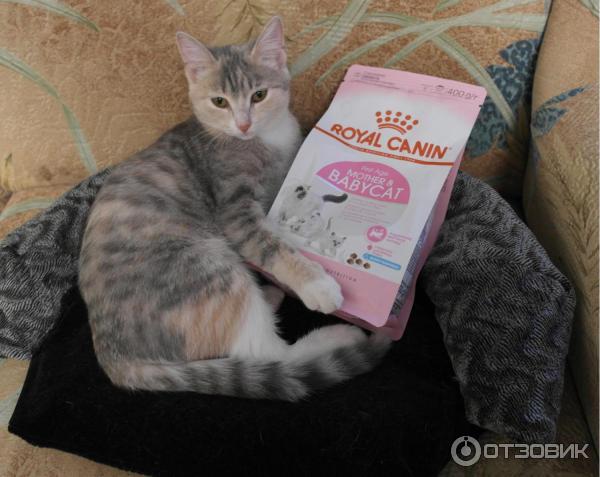 Сухой корм для котят до 4х месяцев Royal Canin Mother and Babycat