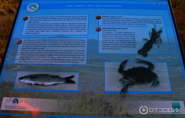 Природный птичий заповедник Тиватская солила (Черногория, Тиват) фото
