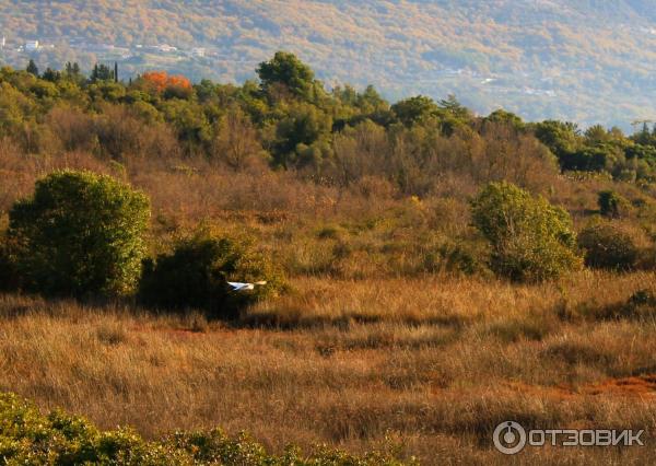 Природный птичий заповедник Тиватская солила (Черногория, Тиват) фото