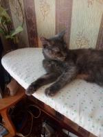 Смартфон ZTE Blade A610 фото