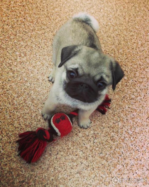 Лакомство для собак Doggie Delicacy Рога северного оленя фото