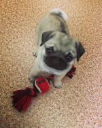 Лакомство для собак Doggie Delicacy "Рога северного оленя" фото