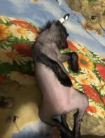 Голая Китайская хохлатая собака фото