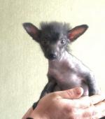 Голая Китайская хохлатая собака фото