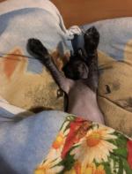 Голая Китайская хохлатая собака фото