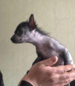 Голая Китайская хохлатая собака фото