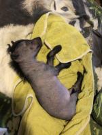 Голая Китайская хохлатая собака фото