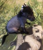 Голая Китайская хохлатая собака фото