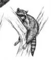 EnotikOlka