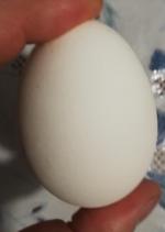 Яйца куриные Yaratelle фото