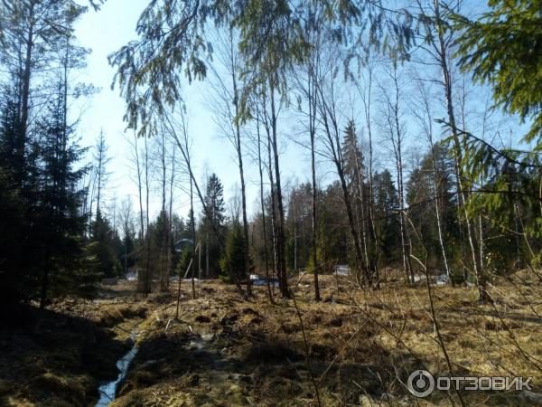 Загородный дом для отдыха Вартемяги (Россия, Ленинградская область) фото