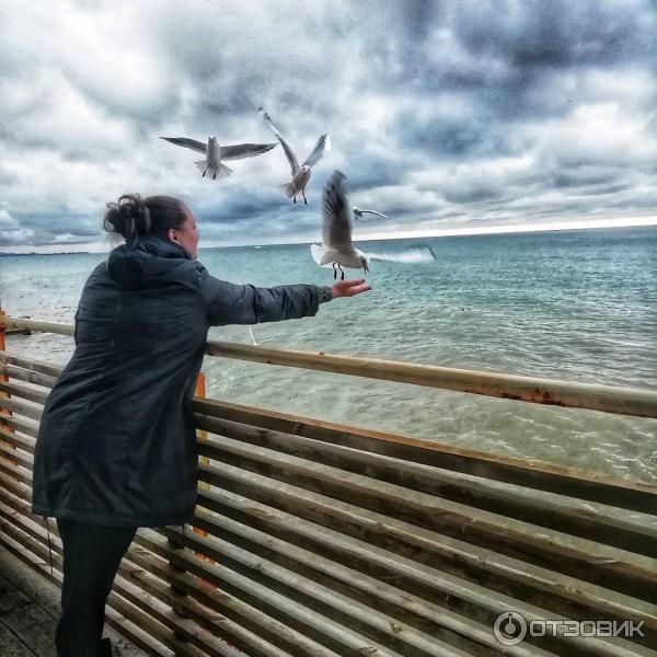 кормим чаек