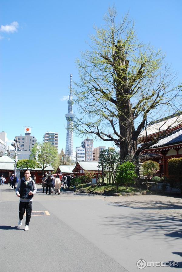 Экскурсия на телебашню Tokyo Sky Tree (Япония, Токио) фото