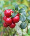 Redlingonberry