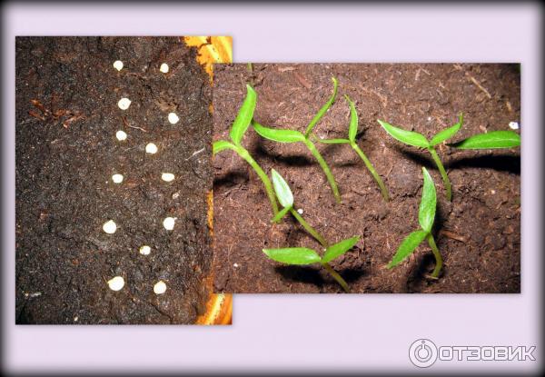 перец Геракл