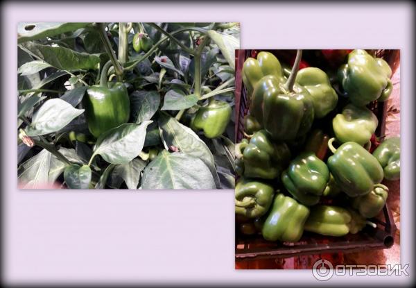 перец Геракл