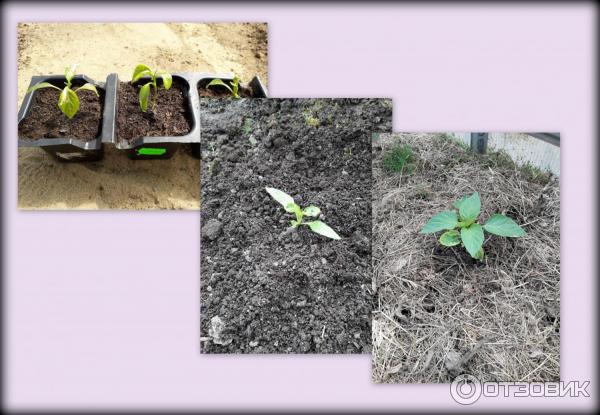 перец Геракл