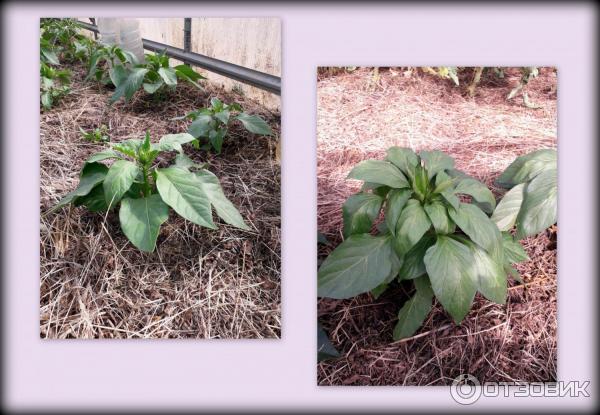 перец Геракл