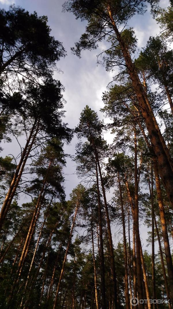 База отдыха Михайлова слобода (Россия, Большой Вьяс) фото