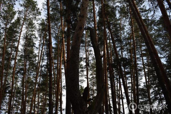 База отдыха Михайлова слобода (Россия, Большой Вьяс) фото