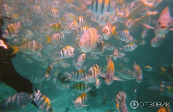 Экскурсия на острова Coral Island и Raya (Таиланд, Пхукет) фото