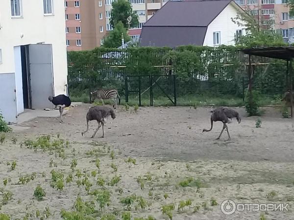 Пензенский зоопарк (Россия, Пенза) фото