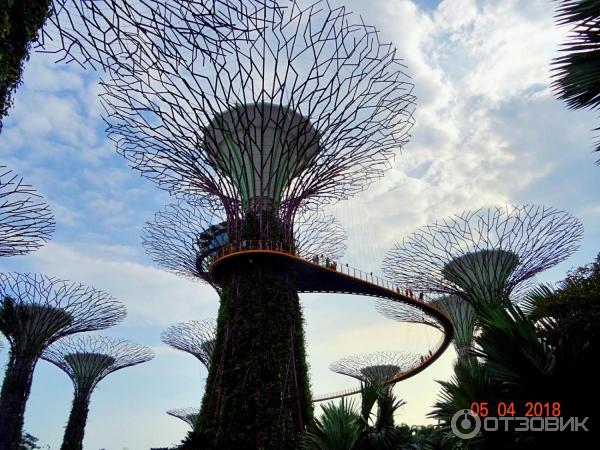 Supertree Grove и подвесная дорожка OCBC SKYWAY (Сингапур)