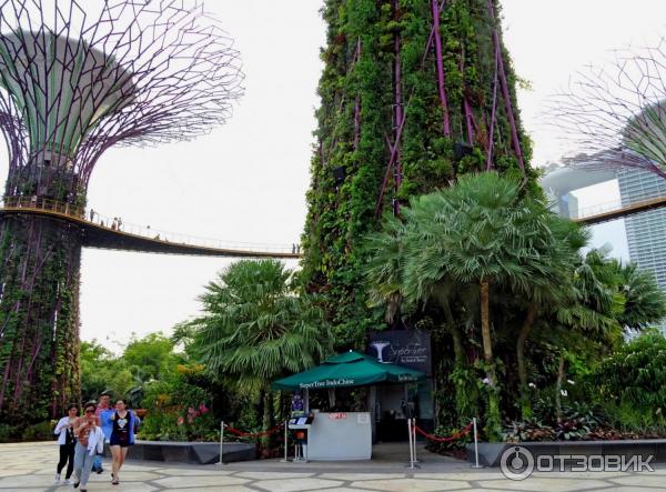 Supertree Grove и подвесная дорожка OCBC SKYWAY (Сингапур)