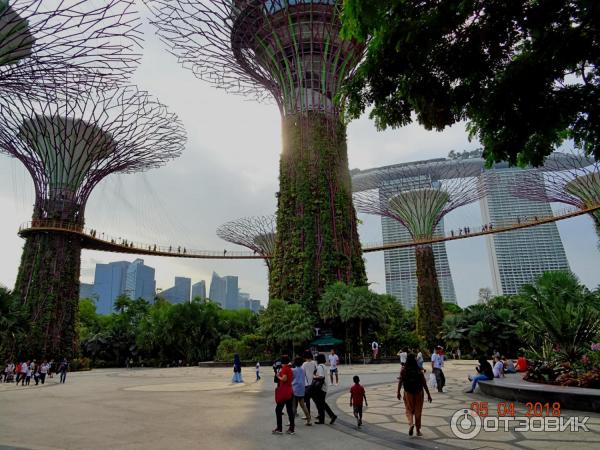 Supertree Grove и подвесная дорожка OCBC SKYWAY (Сингапур)