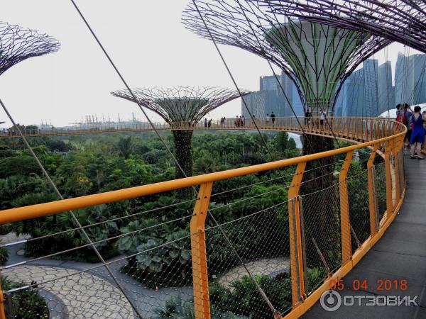 Supertree Grove и подвесная дорожка OCBC SKYWAY (Сингапур)