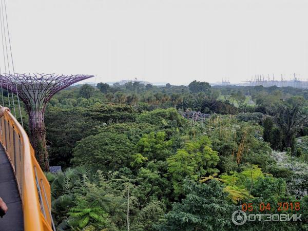 Supertree Grove и подвесная дорожка OCBC SKYWAY (Сингапур)