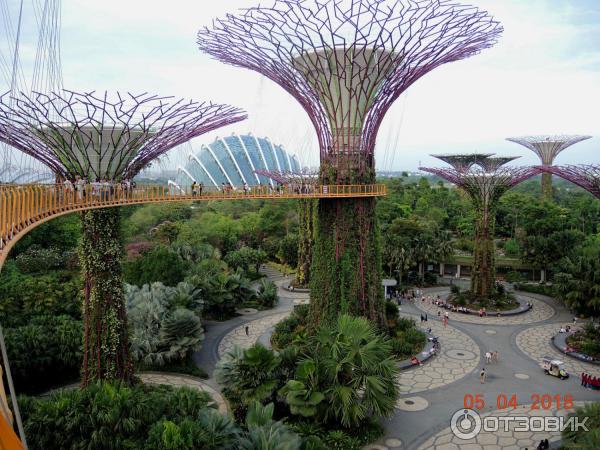 Supertree Grove и подвесная дорожка OCBC SKYWAY (Сингапур)