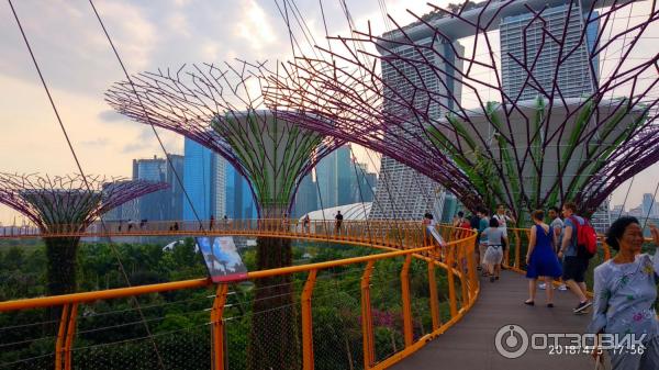 Supertree Grove и подвесная дорожка OCBC SKYWAY (Сингапур)