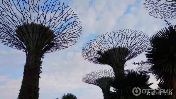 Supertree Grove и подвесная дорожка OCBC SKYWAY (Сингапур)