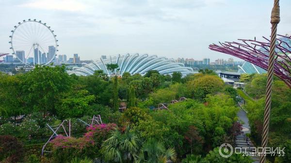 Supertree Grove и подвесная дорожка OCBC SKYWAY (Сингапур)