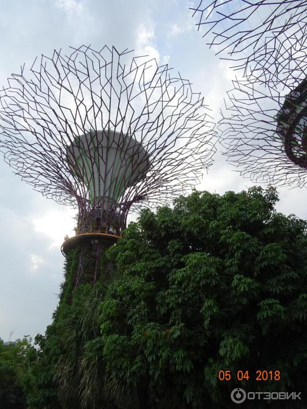 Supertree Grove и подвесная дорожка OCBC SKYWAY (Сингапур)