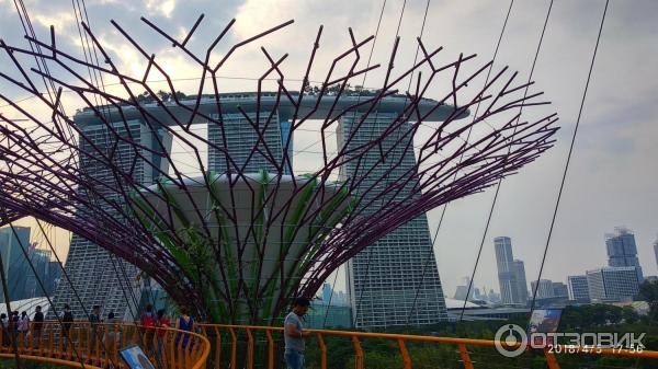 Supertree Grove и подвесная дорожка OCBC SKYWAY (Сингапур)