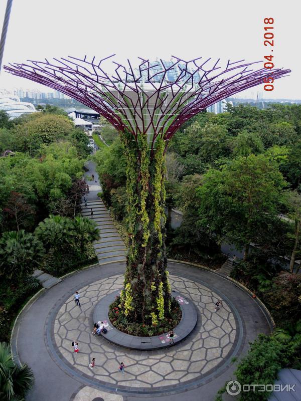 Supertree Grove и подвесная дорожка OCBC SKYWAY (Сингапур)