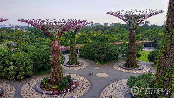 Supertree Grove и подвесная дорожка OCBC SKYWAY (Сингапур)